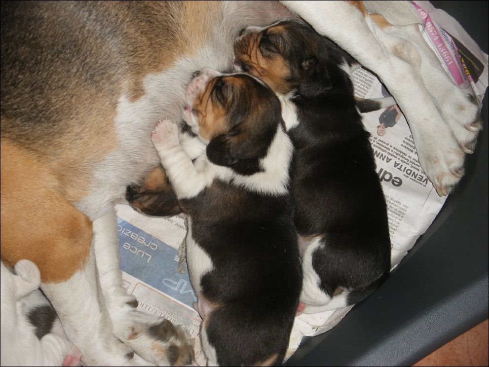 cuccioli amelie-23